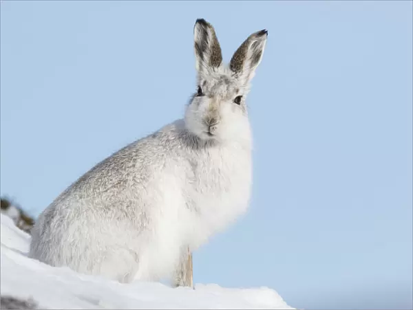 Mountain hare (Lepus timidus) in white winter coat, Scotland, UK, February
