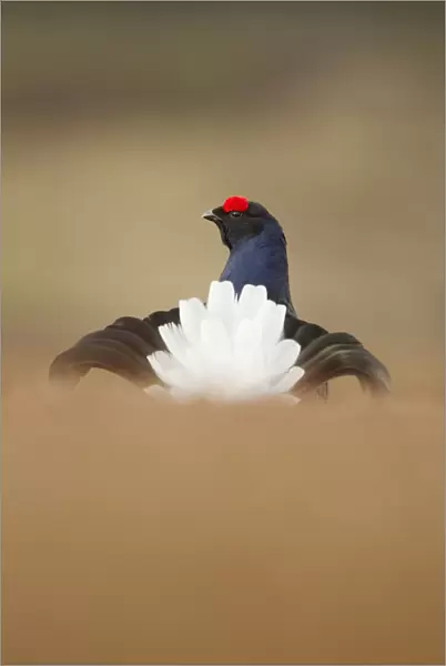 Rear view of Black grouse (Tetrao tetrix) male displaying at lek, Cairngorms National Park