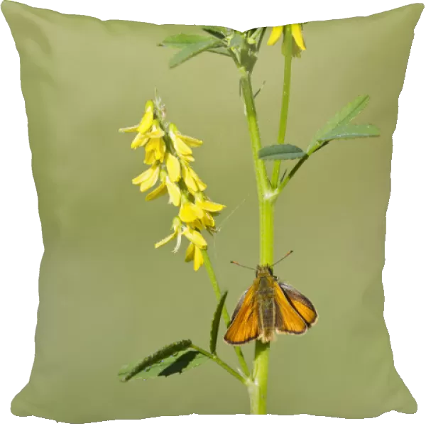 Small skipper butterfly (Thymelicus sylvestris) resting on Ribbed meliot (Meliotus officinalis)