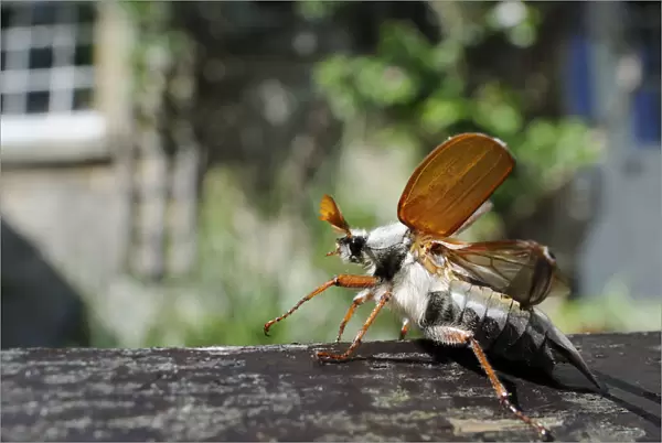 Common cockchafer  /  Maybug (Melolontha melolontha), opening its wings to take off