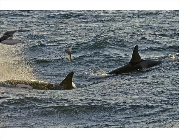 Two Killer whales (Orcinus orca) with a solitary Fulmar (Fulmarus glacialis) seen