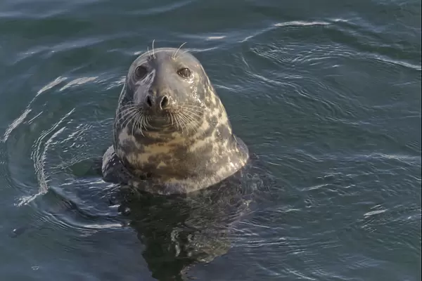 Atlantic grey seal (Halichoerus grypus) in Lerwick harbour, Shetland Islands, Scotland