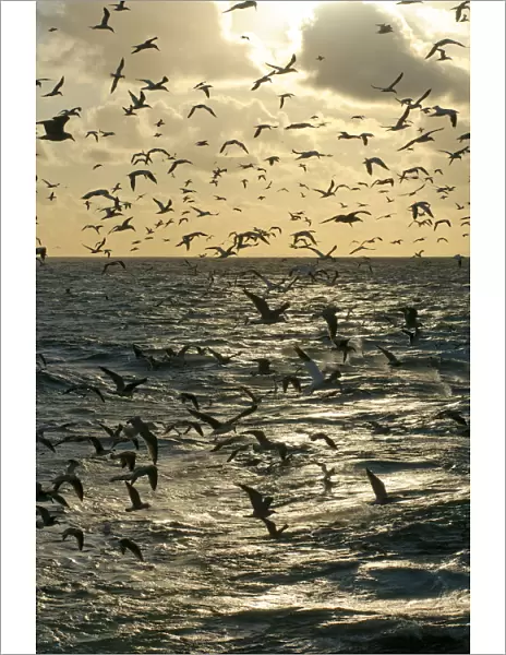 Mixed flock of Northern gannets (Morus bassanus) and gulls (Larus) feeding in the