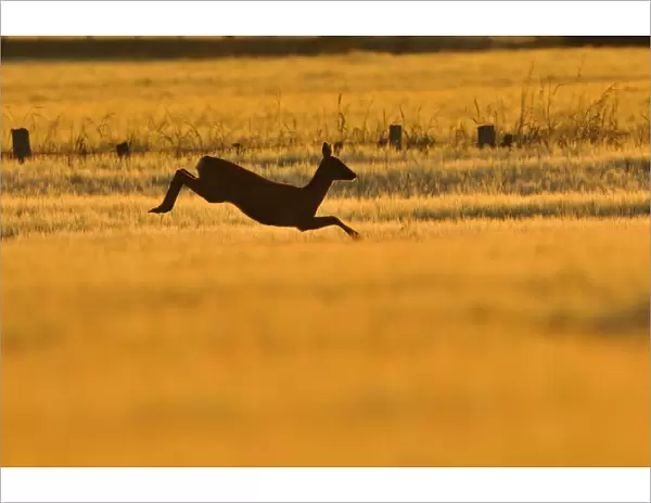 Roe Deer (Capreolus capreolus) doe leaping through barley field in dawn light. Perthshire