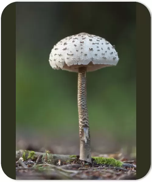 Parasol Mushroom (Macrolepiota procera) fruiting body. Bolderwood, New Forest National Park