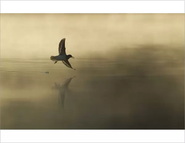 Common sandpiper (Actitis hypoleucos) adult in flight over misty loch at dawn