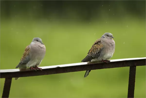 Two Turtle doves (Streptopelia turtur) perched on a rusting iron rail in a rain shower