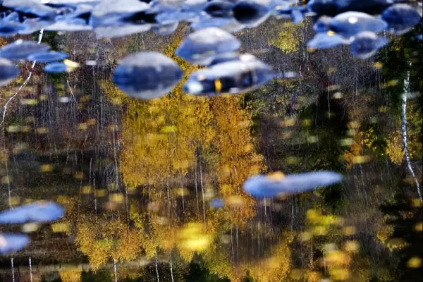 Trees reflected in water on the banks of the River Orkla, Norway, September 2008