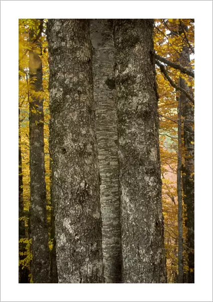 Tree trunks in Beech (Fagus sylvatica) forest, Valia Calda, Pindos NP, Pindos Mountains