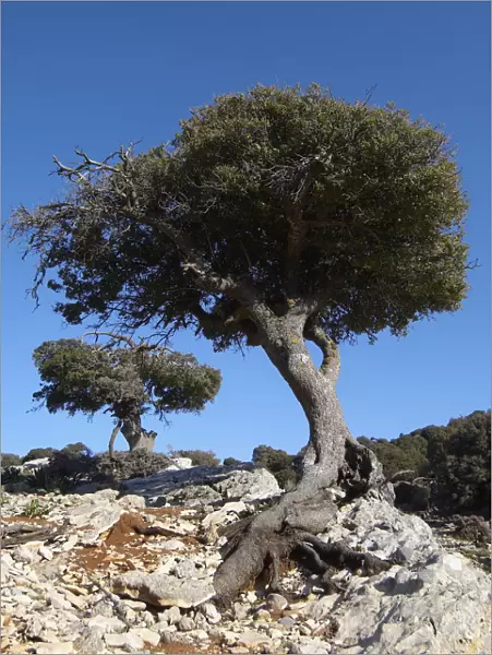 Kermes oak (Quercus coccifera) trees, Kritsa, Crete, Greece, April 2009