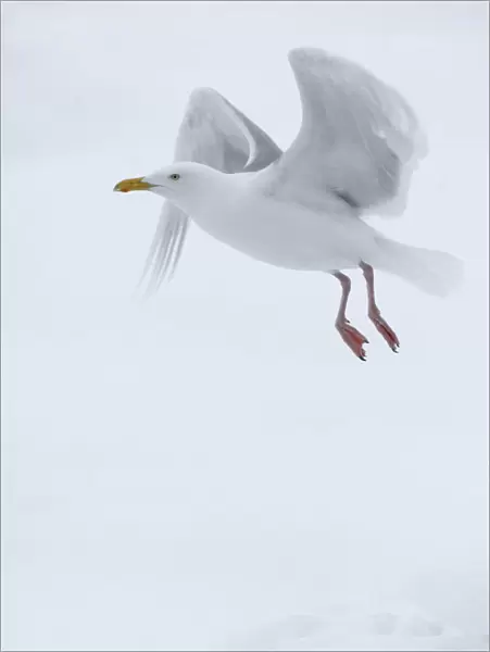 Glaucous gull (Larus hyperboreus) in flight, Moselbukta, Svalbard, Norway, July 2008