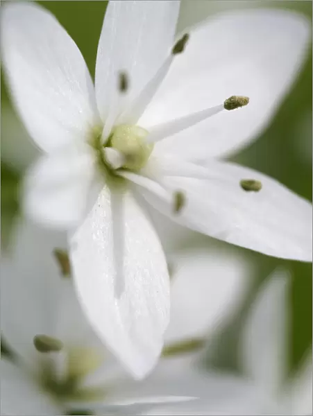 Naples garlic (Allium neapolitanum) flower, Akamas peninsula, Cyprus, May 2009