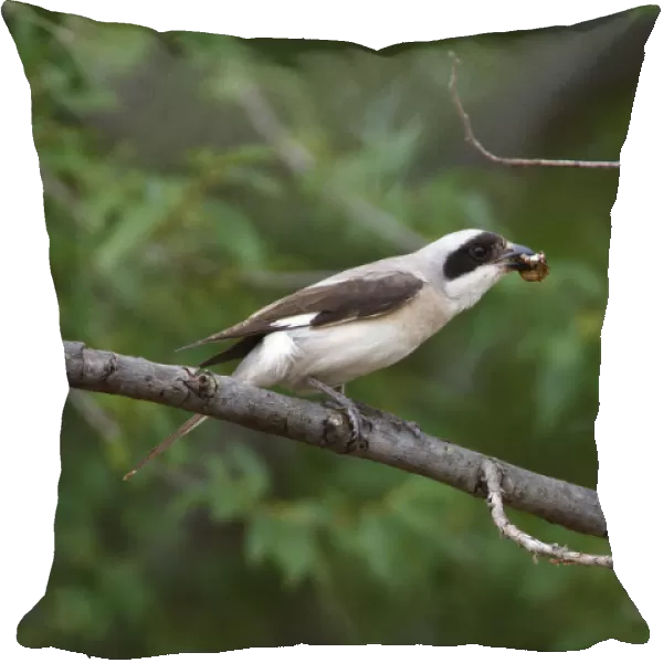 Lesser grey shrike (Lanius minor) perched on branch with prey in beak, Bagerova Steppe