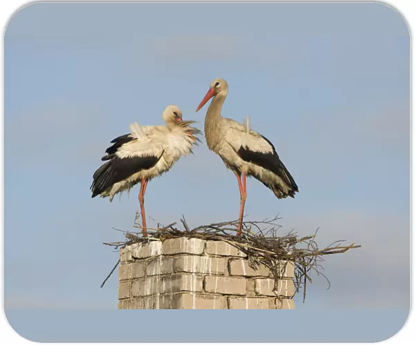 White stork (Ciconia ciconia) pair at nest on old chimney, Rusne, Nemunas Regional Park
