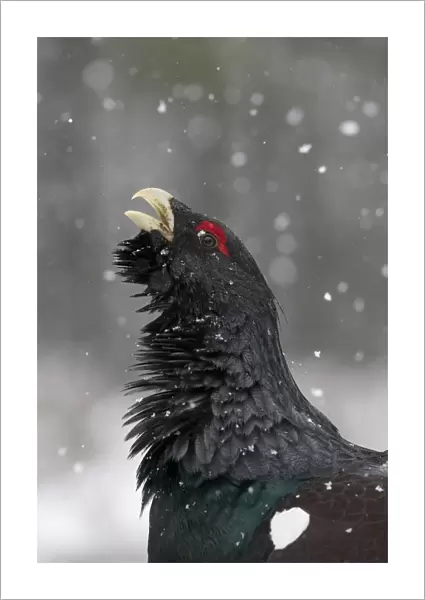 RF- Capercaillie (Tetrao urogallus) male displaying in snow, Cairngorms National Park