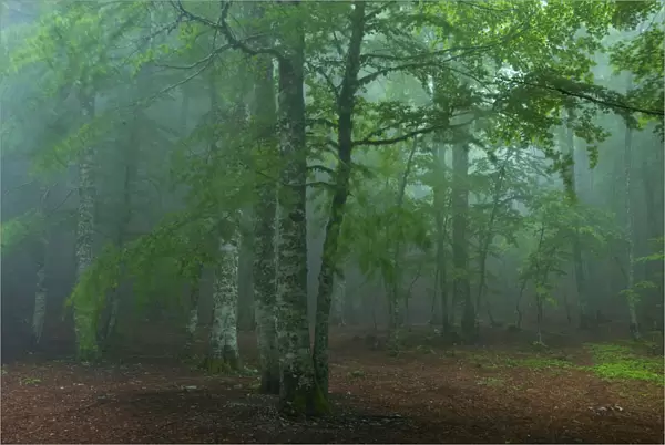European beech tree (Fagus sylvatica) forest in mist, Pollino National Park, Basilicata