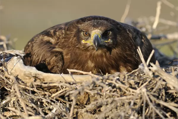 Steppe eagle (Aquila nipalensis) on nest, Cherniye Zemli (Black Earth) Nature Reserve