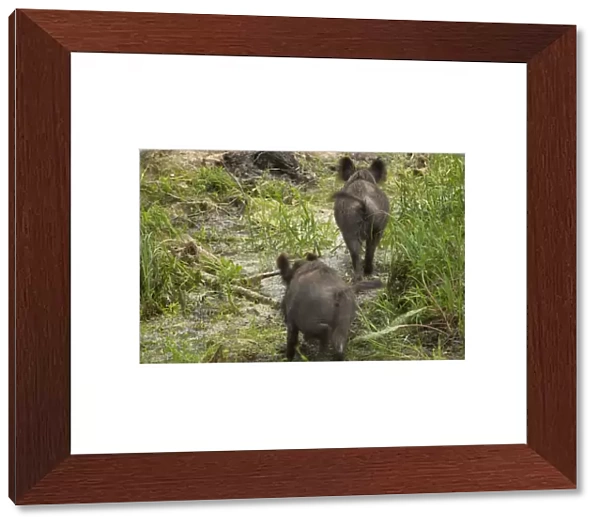 Rear view of two Wild boars (Sus scrofa) crossing swamp, Gornje Podunavlje Special Nature Reserve