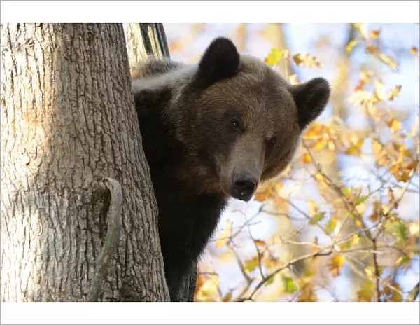 European brown bear (Ursus arctos) looking down from tree, captive, Private Bear Park