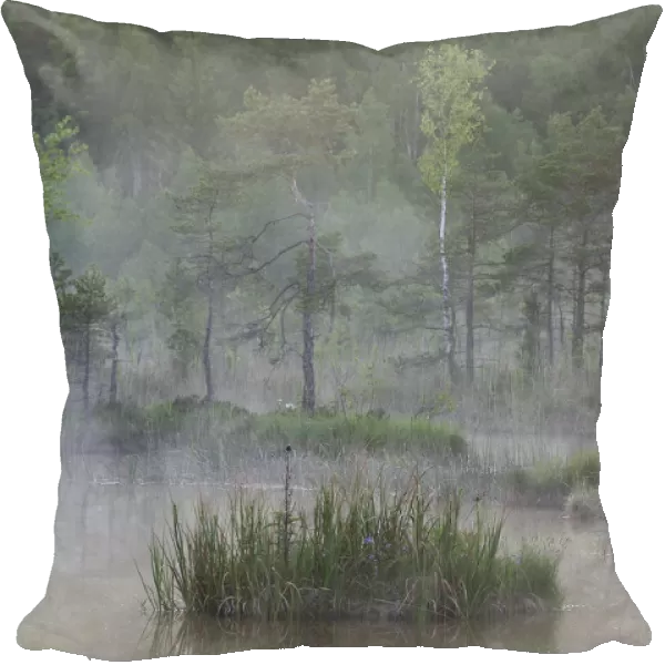 Hydrogen sulphide (H2S) pond in mist, Bog forest, Kemeri National Park, Latvia, June 2009