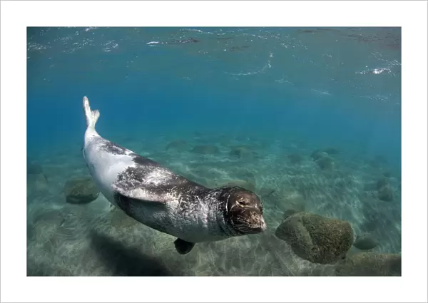 Large male Mediterranean Monk seal (Monachus monachus) Deserta Grande, Desertas Islands