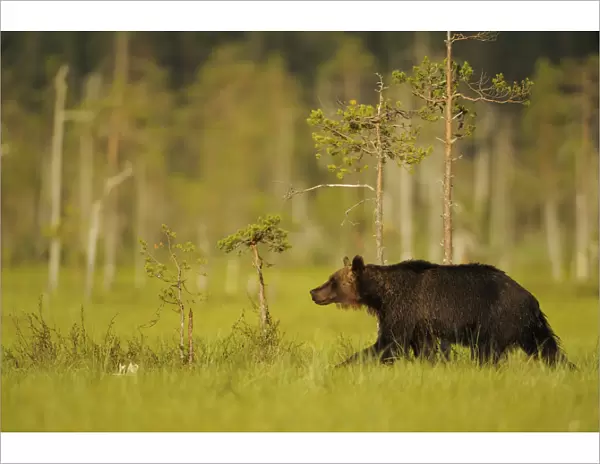 European brown bear (Ursus arctos) Kuhmo, Finland, July 2009
