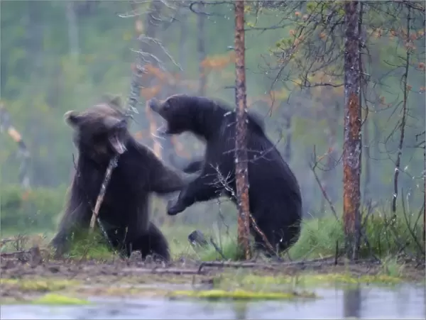 Two European brown bears (Ursus arctos) fighting, Kuhmo, Finland, July 2009