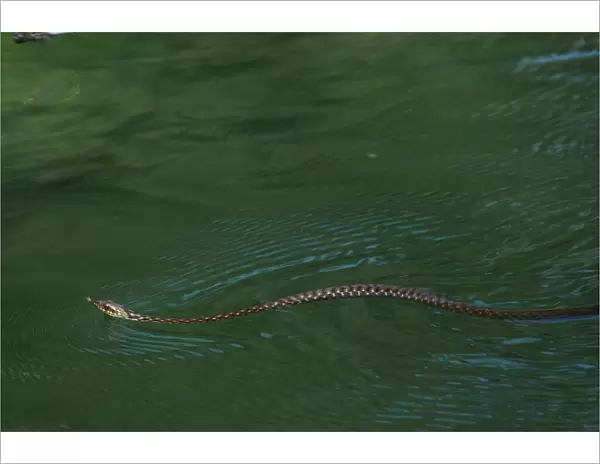 Dice snake (Natrix tesselata) swimming while hunting for little fish and tadpoles in a lake