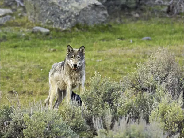 Grey Wolf (Canis lupus) Yellowstone National Park, Wyoming, USA, May