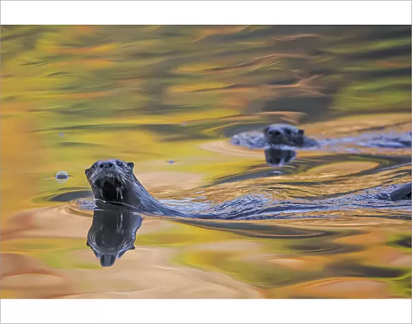 North American river otter (Lontra canadensis) two in water with autumnal trees reflected