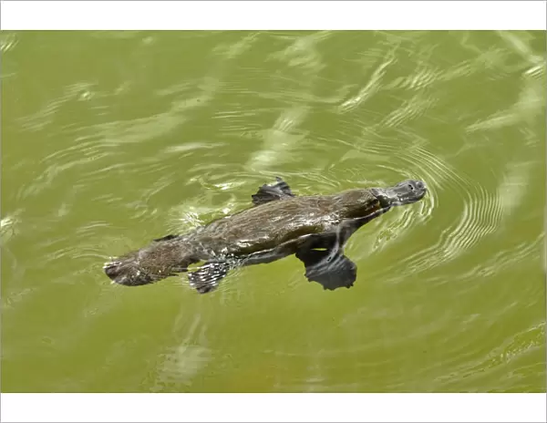 Platypus (Ornithorhynchus anatinus) swimming in lake, Tasmania, Australia