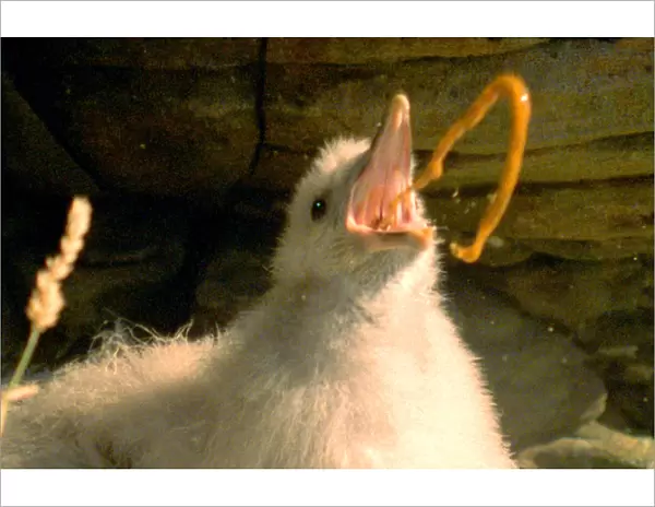 Under threat a Fulmar chick defends itself with projectile vomit {Fulmarus glacialis}