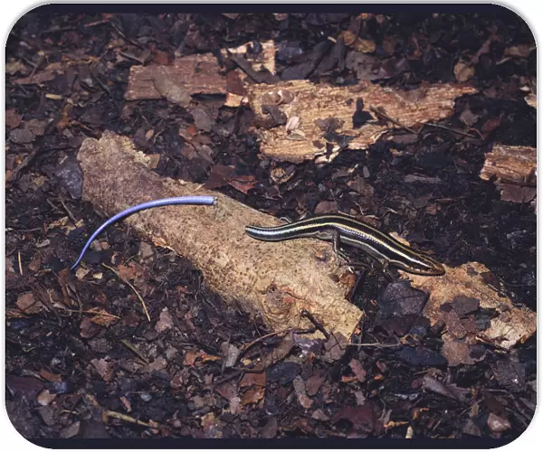 Japanese five lined skink {Eumeces japonicus} with its tail that it has broken off by itself