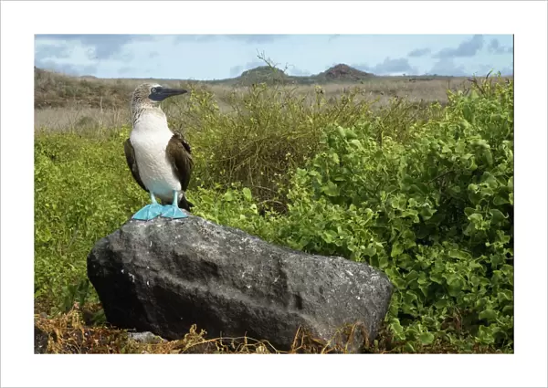 Blue-footed booby (Sula nebouxii excisa) standing on a rock, Punta Cevallos, Espaola  /  Hood Island