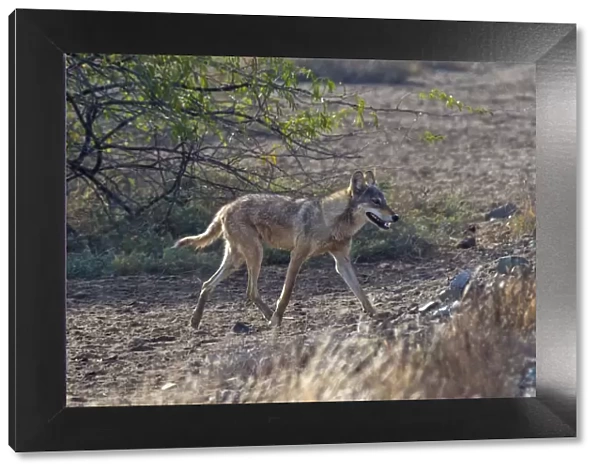 Indian wolfA(Canis lupus pallipes), walking, Gujarat, India