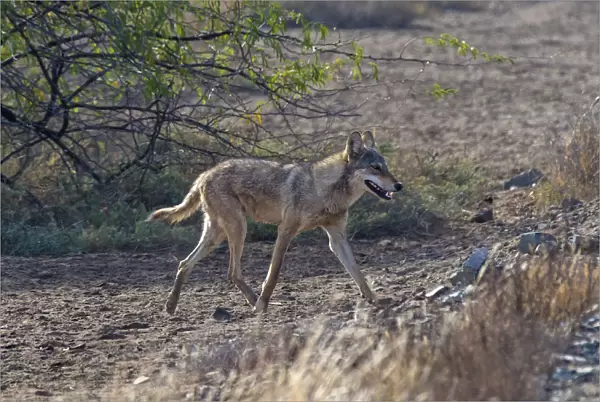 Indian wolfA(Canis lupus pallipes), walking, Gujarat, India