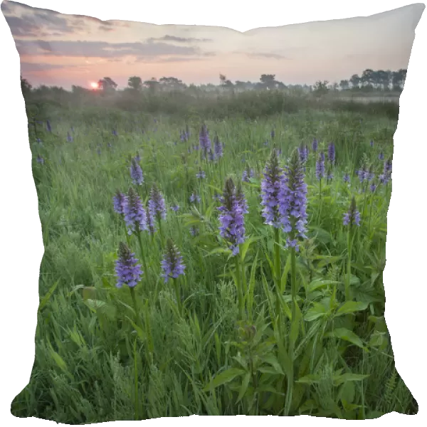 Marsh orchids  /  Spotted orchids (Dactylorhiza sp) at sunrise, Groot Schietveld, Wuustwezel