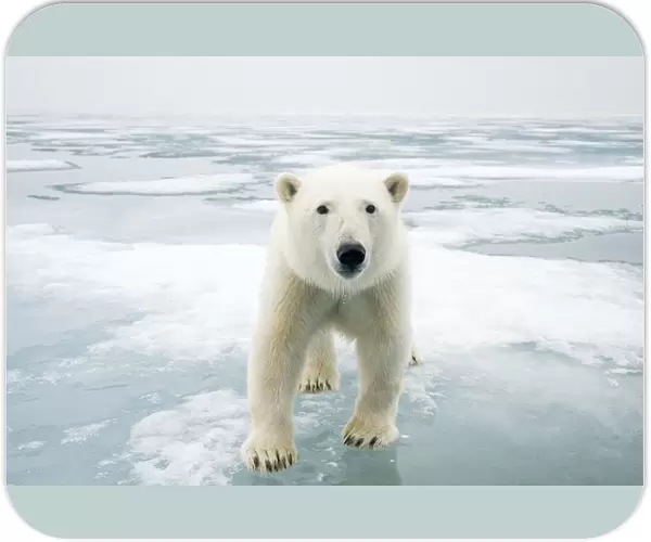 Polar bear (Ursus maritimus) on sea ice, off the coast of Svalbard, Norway
