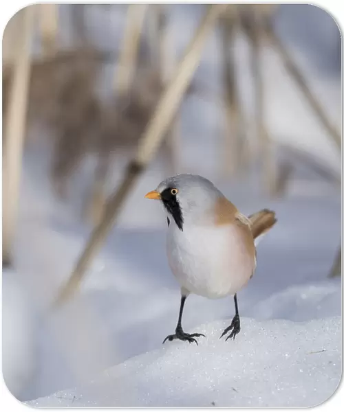 Bearded reedling  /  tit (Panurus biarmicus), male, Finland, March