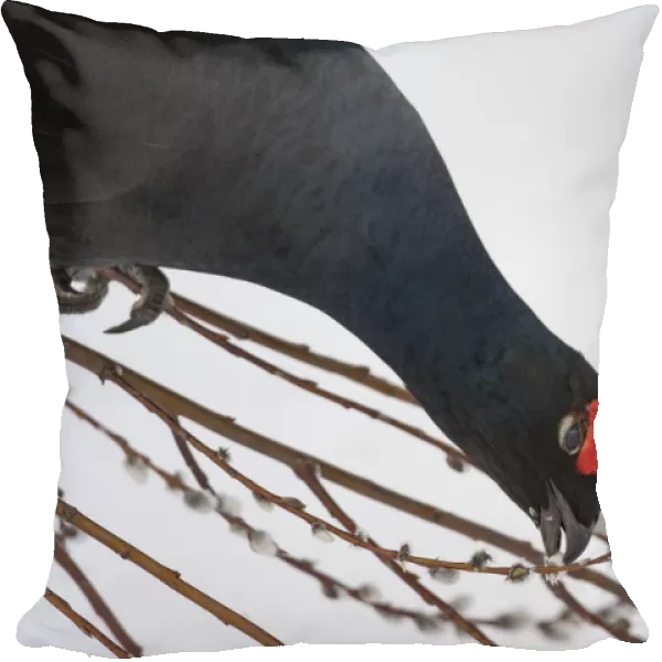 Black Grouse (Tetrao tetrix) males in winter, Tver, Russia. April