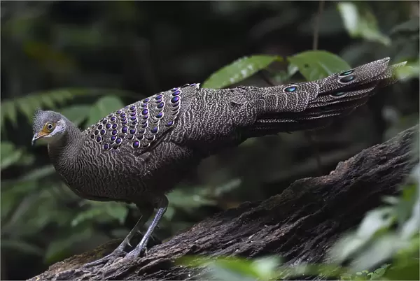 Grey peacock-pheasant (Polyplectron bicalcaratum) walking through the forest at