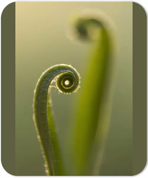 RF - Harts tongue fern (Asplenium scolopendrium) leaf unfurling, Broxwater, Cornwall