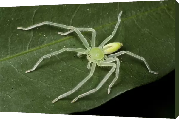 Green huntsman spider (Olios sp), Intervales State Park, Sao Paulo, Atlantic Forest