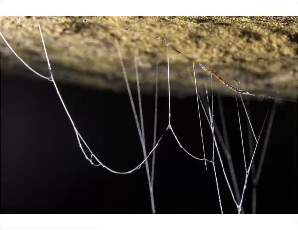 Fungus gnat (Mycetophilidae) larvae, with sticky hanging threads, waiting to ambush
