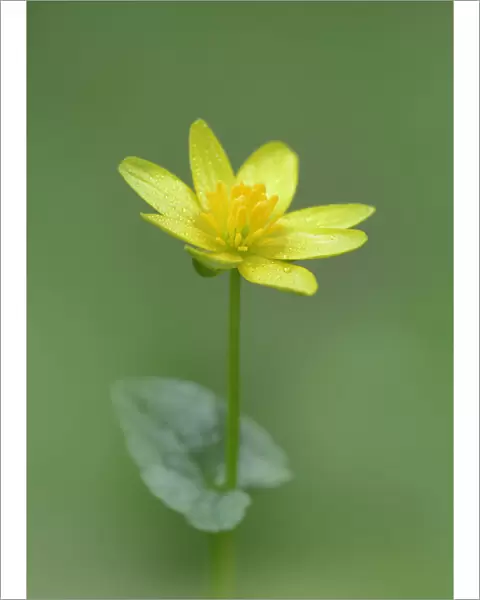 Lesser celandine (Ranunculus ficaria) Clare Glen, Tandragee, County Armagh. Northern Ireland