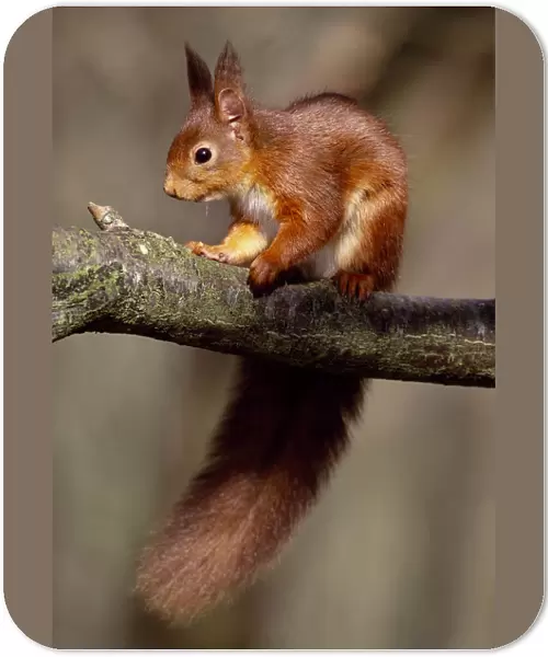 Red squirrel (Sciurus vulgaris) adult in winter coat in deciduous woodland, Berwickshire