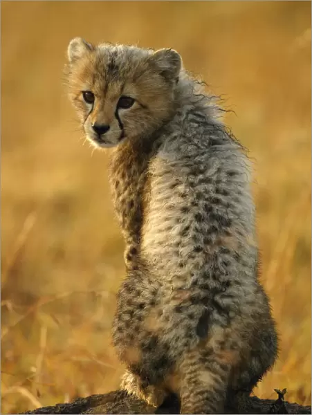 Cheetah cub portrait {Acinonyx jubatus} Masai Mara, Kenya