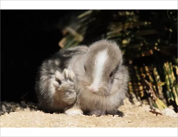 Baby rabbit with back paw raised, Okunoshima Rabbit Island, Takehara, Hiroshima