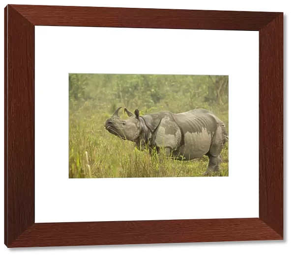 Indian rhinoceros (Rhinoceros unicornis), female after light drizzle. Kaziranga National Park