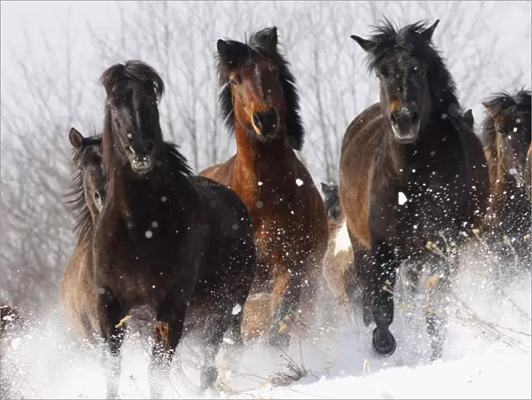 Herd of wild Carpathian Ponies  /  Hurcul (Equus caballus) running in snow. Bieszczady
